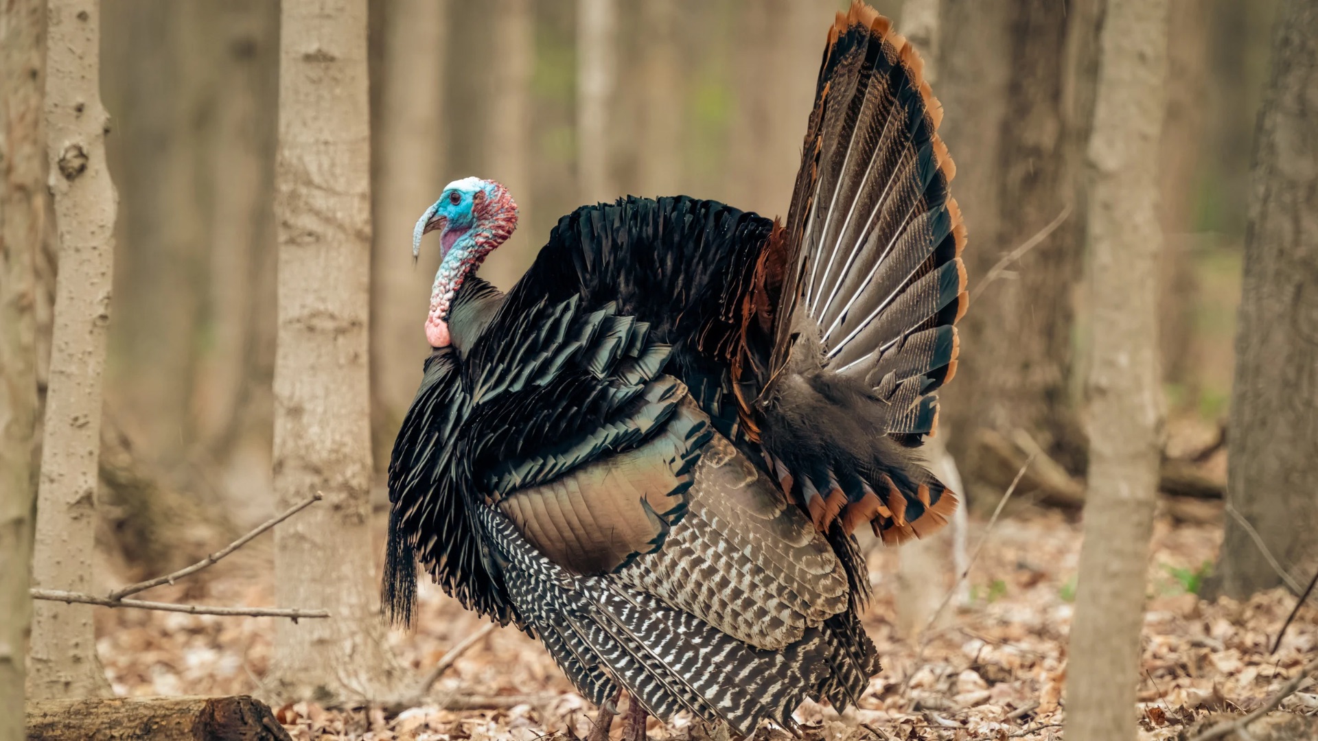 Thanksgivin - 2